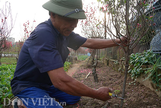 Nắng đột ngột, đào nở bung: Chủ vườn hoa Nhật Tân than &#34;móm nặng&#34; - 11