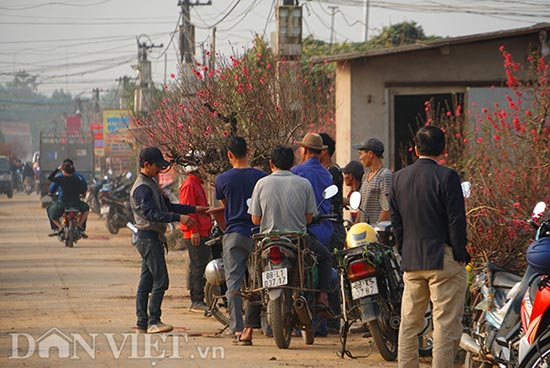 Nắng đột ngột, đào nở bung: Chủ vườn hoa Nhật Tân than &#34;móm nặng&#34; - 3