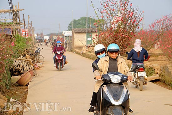 Nắng đột ngột, đào nở bung: Chủ vườn hoa Nhật Tân than &#34;móm nặng&#34; - 7