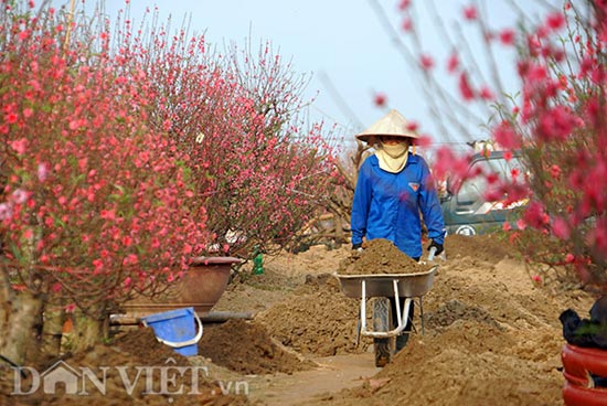 Nắng đột ngột, đào nở bung: Chủ vườn hoa Nhật Tân than &#34;móm nặng&#34; - 9