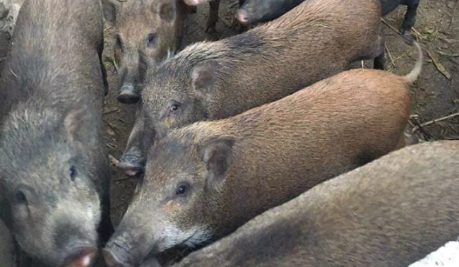 Theo cô Ngọc, một người làm thịt khô gác bếp 5 năm ở Sơn La, đây hoàn toàn là thịt lợn rừng, được tuyển chọn thịt loại 1 để làm.