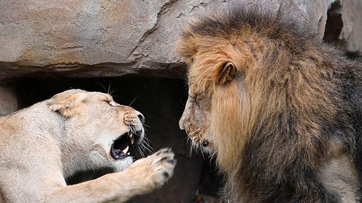 Choáng với điều xảy ra khi sư tử đực “cắn yêu” bạn tình đang ngủ say - 1