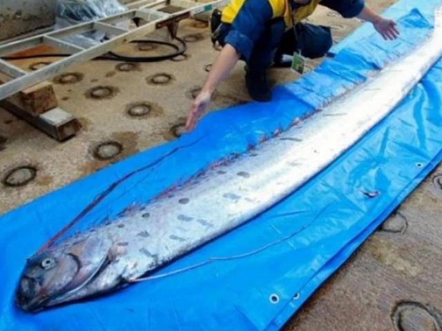 “Rồng biển” khổng lồ dạt vào Nhật Bản, dân hoang mang lo động đất