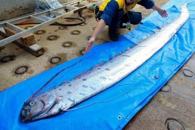 “Rồng biển” khổng lồ dạt vào Nhật Bản, dân hoang mang lo động đất - 1