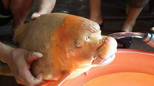 Theo anh Việt Hoàng (Hà Đông - Hà Nội), chủ một nhà hàng chuyên về cá anh vũ cho biết, cá anh vũ được chia làm 2 loại. Loại thứ nhất có thân và vảy màu xám tro là cá anh vũ.