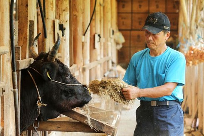 Điều khiến cho nó đắt đỏ chính là chất lượng tốt, thịt thơm, ngon, mềm nhờ quá trình nuôi theo tiêu chuẩn nghiêm ngặt.