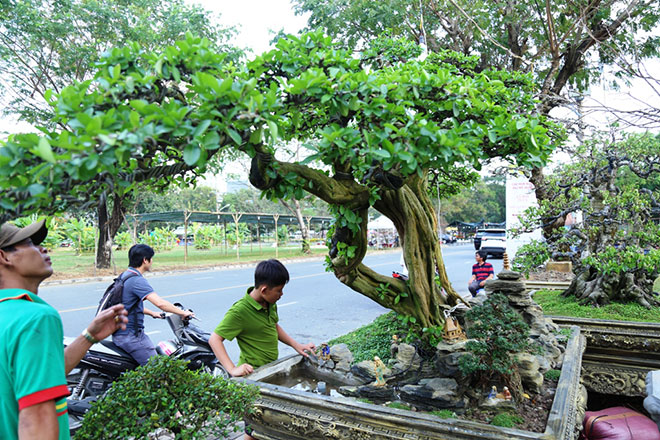 Sơ ri cổ thụ thân uốn lượn giá nửa tỷ ở “phố nhà giàu” Phú Mỹ Hưng - 7