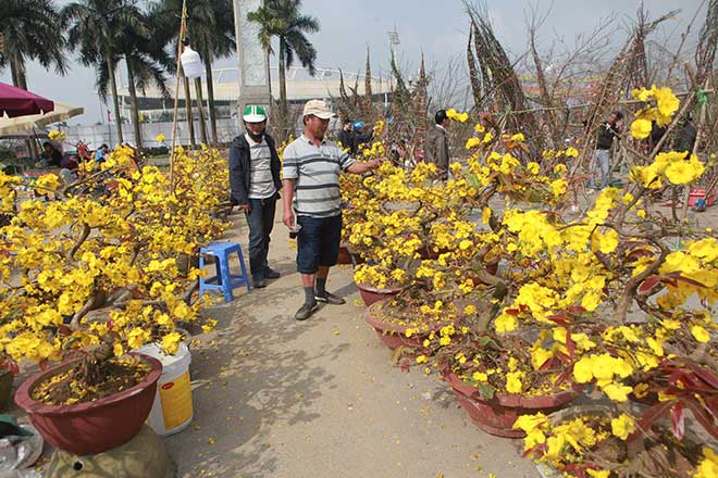 29 Tết, mai vàng nở bung bét, giảm giá &#34;kịch sàn&#34; vẫn vắng khách mua - 1