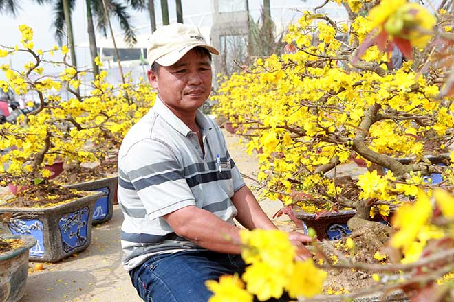 29 Tết, mai vàng nở bung bét, giảm giá &#34;kịch sàn&#34; vẫn vắng khách mua - 3