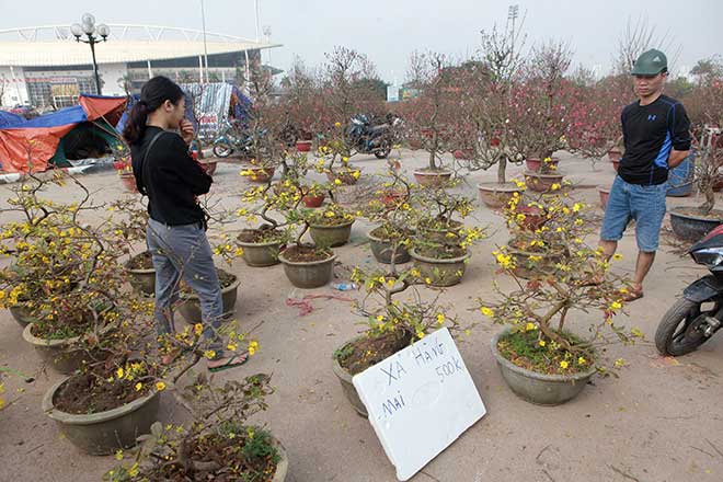 29 Tết, mai vàng nở bung bét, giảm giá &#34;kịch sàn&#34; vẫn vắng khách mua - 11