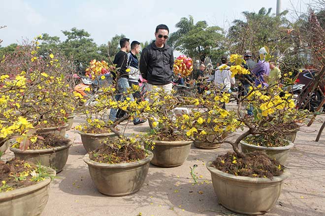 29 Tết, mai vàng nở bung bét, giảm giá &#34;kịch sàn&#34; vẫn vắng khách mua - 12