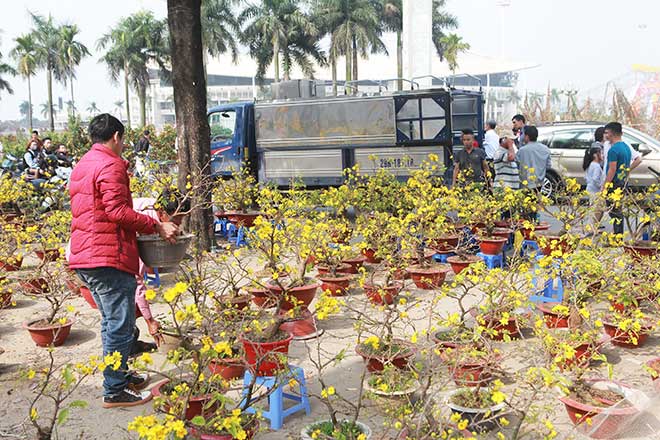 29 Tết, mai vàng nở bung bét, giảm giá &#34;kịch sàn&#34; vẫn vắng khách mua - 8