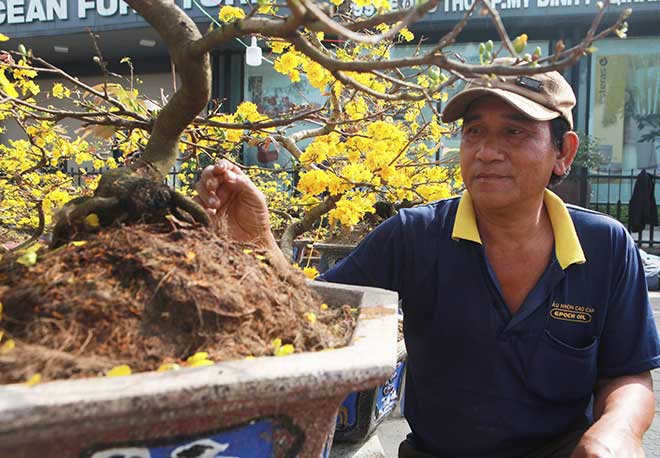 29 Tết, mai vàng nở bung bét, giảm giá &#34;kịch sàn&#34; vẫn vắng khách mua - 7