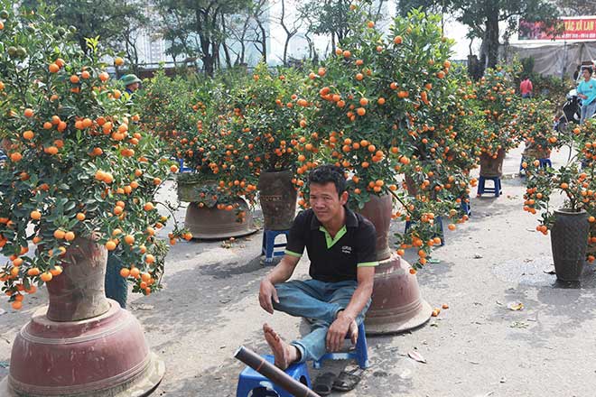 29 Tết, mai vàng nở bung bét, giảm giá &#34;kịch sàn&#34; vẫn vắng khách mua - 16