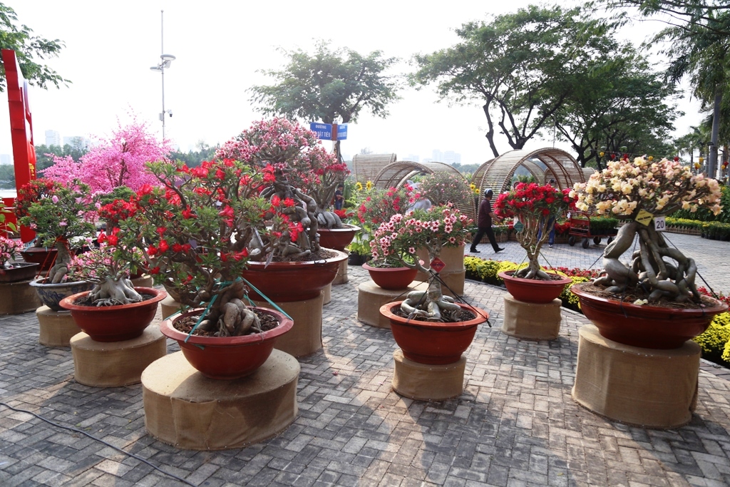 Những cây sứ “giật vàng, hái bạc” ở hội hoa xuân Phú Mỹ Hưng - 1