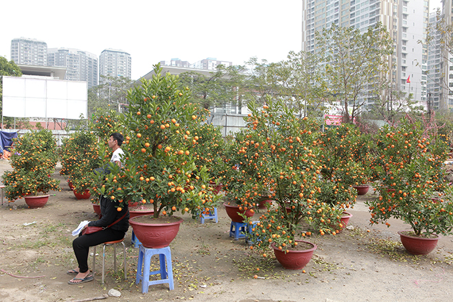 Người Hà Nội đua nhau mua cây cảnh giảm giá “sốc” ngày 30 Tết - 2