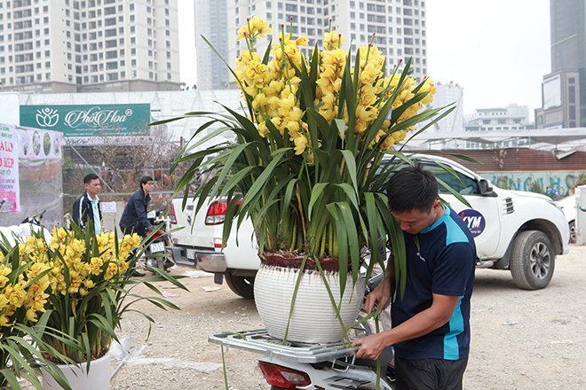 Người Hà Nội đua nhau mua cây cảnh giảm giá “sốc” ngày 30 Tết - 7