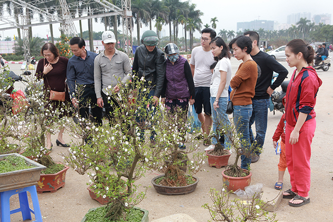 Người Hà Nội đua nhau mua cây cảnh giảm giá “sốc” ngày 30 Tết - 10