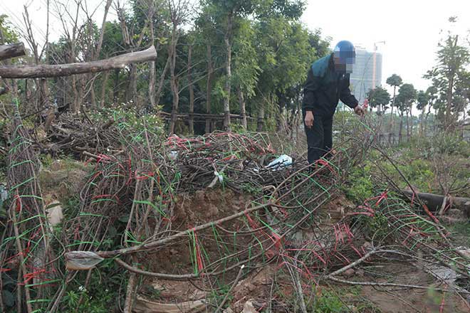 Người dân đi &#34;mót&#34; đào rừng tại Hà Nội ngày cuối năm - 8