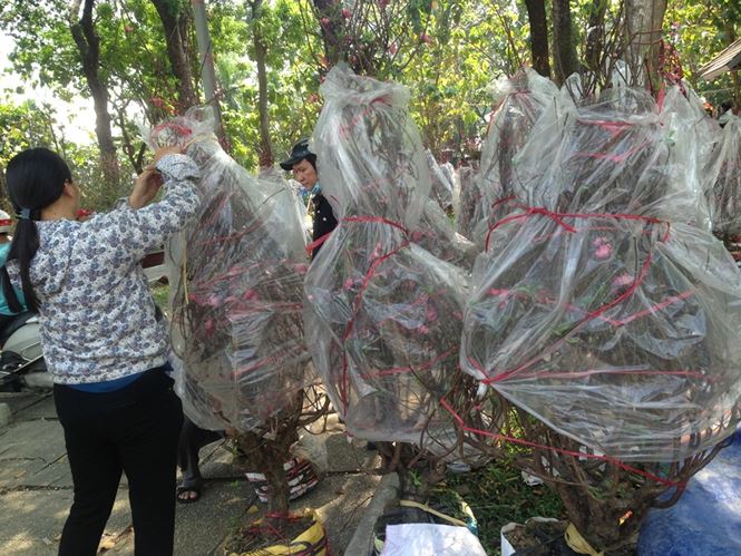 Tiểu thương vứt hàng trăm chậu hoa ế vào xe rác vì sợ &#39;hôi của&#39; - 10