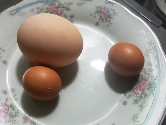 Kỳ lạ gà trống đẻ trứng ngày cận Tết