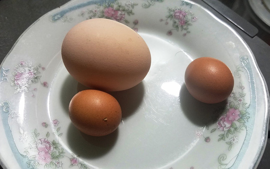 Kỳ lạ gà trống đẻ trứng ngày cận Tết - 1