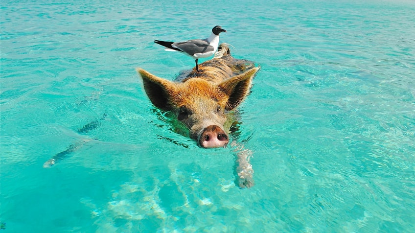 5 lý do nên nuôi lợn làm thú cưng trong nhà - 2