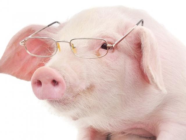 9 điều đáng ngạc nhiên cho thấy chúng ta hiểu sai về loài lợn như thể nào