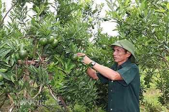 Trồng giống quýt thơm, trái từng chùm, ông Thoản đút túi 200 triệu/năm - 4