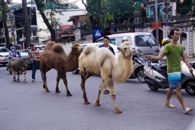 Tiết lộ vai trò đặc biệt của 2 con lạc đà từng “đi lạc” trên phố Hà Nội - 1
