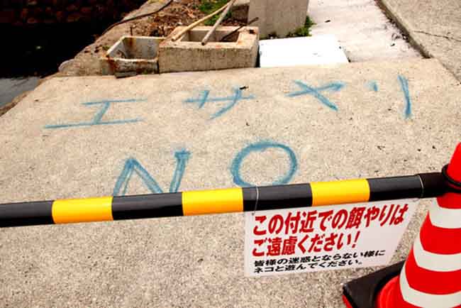 Hòn đảo nơi mèo thống trị, số lượng "boss" nhiều gấp 6 lần con người - 9