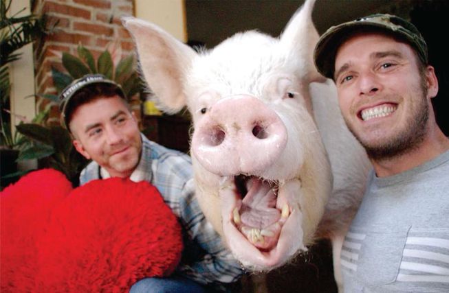 Chú lợn nặng 300kg nổi tiếng nhất thế giới sống cùng nhà với chủ nhân - 1