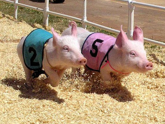 Xem tốc độ của những chú lợn trong cuộc đua vượt chướng ngại vật