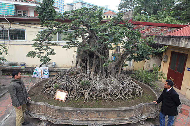 Cây sanh cổ “Cửu long tranh châu" trồng trong chậu có bộ rễ với chu vi lớn nhất Việt Nam, hiện thuộc sở hữu của một doanh nhân ở Hoàng Mai (Hà Nội)