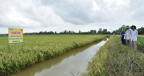 Trồng lúa... thông minh trên đất nuôi tôm, lợi nhuận tăng rõ rệt - 1