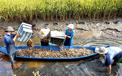 Trồng lúa... thông minh trên đất nuôi tôm, lợi nhuận tăng rõ rệt - 2