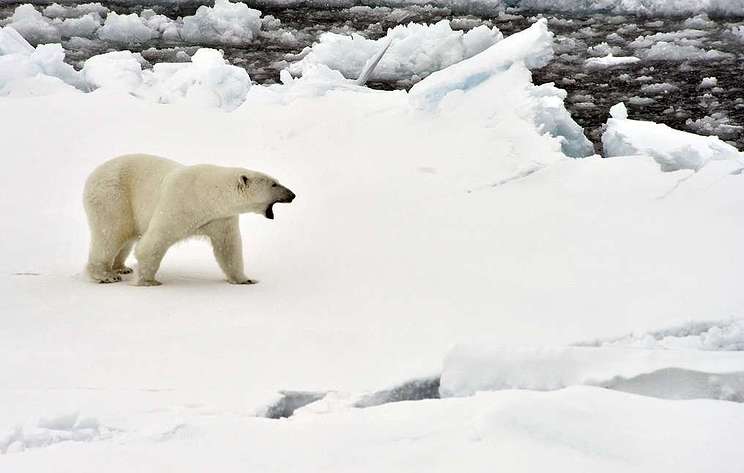 Quần đảo Nga công bố tình trạng khẩn cấp vì gấu Bắc Cực “tấn công” - 1