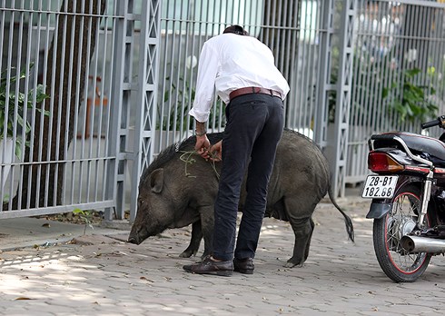Lợn rừng bất ngờ xuất hiện, đường phố Hà Nội náo loạn - 1