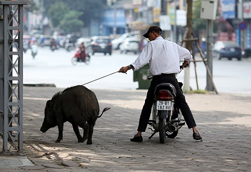 Lợn rừng bất ngờ xuất hiện, đường phố Hà Nội náo loạn - 2