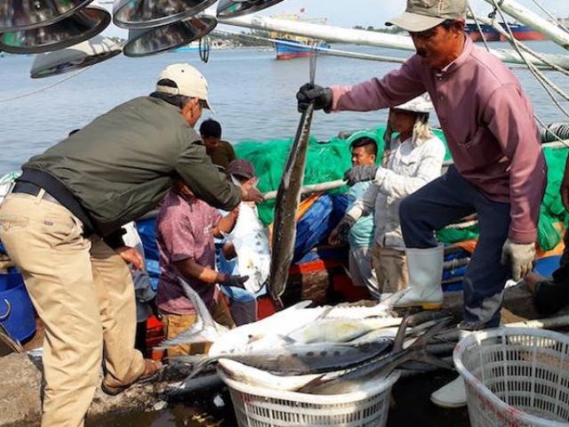 Ngư dân Quảng Trị trúng đậm mẻ cá bè vàng hơn 7 tỷ
