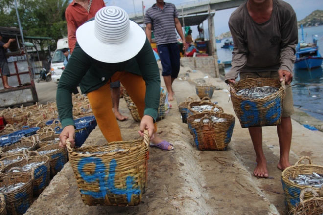 Đầu năm, ngư dân miền Trung đã kiếm vài trăm triệu đồng/chuyến biển - 4