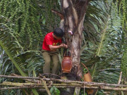 Thị trường - Tiêu dùng - Cực lạ Gia Lai: Loài cây trực tiếp cho rượu &quot;vạn người mê&quot;