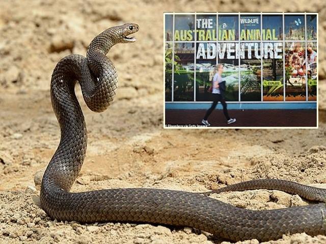 Valentine, sở thú cho phép du khách đặt tên người yêu cũ cho loài rắn độc nhất