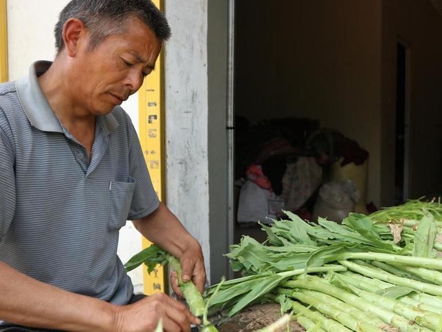 Loại rau từng là cống phẩm cho vua chúa nhưng bây giờ chỉ để cho lợn ăn - 2