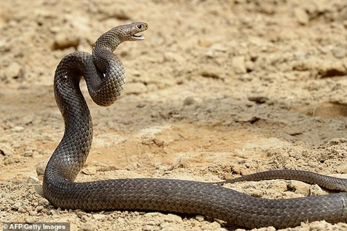 Valentine, sở thú cho phép du khách đặt tên người yêu cũ cho loài rắn độc nhất - 1