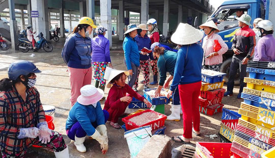 Ngư dân Bình Định kiếm tiền triệu sau vài giờ ra khơi nhờ trúng ruốc biển - 2