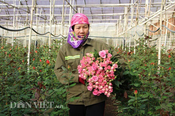 Sát ngày Lễ Tình nhân, giá hoa hồng Đà Lạt tăng chóng mặt - 1