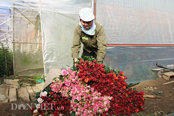 Sát ngày Lễ Tình nhân, giá hoa hồng Đà Lạt tăng chóng mặt - 2