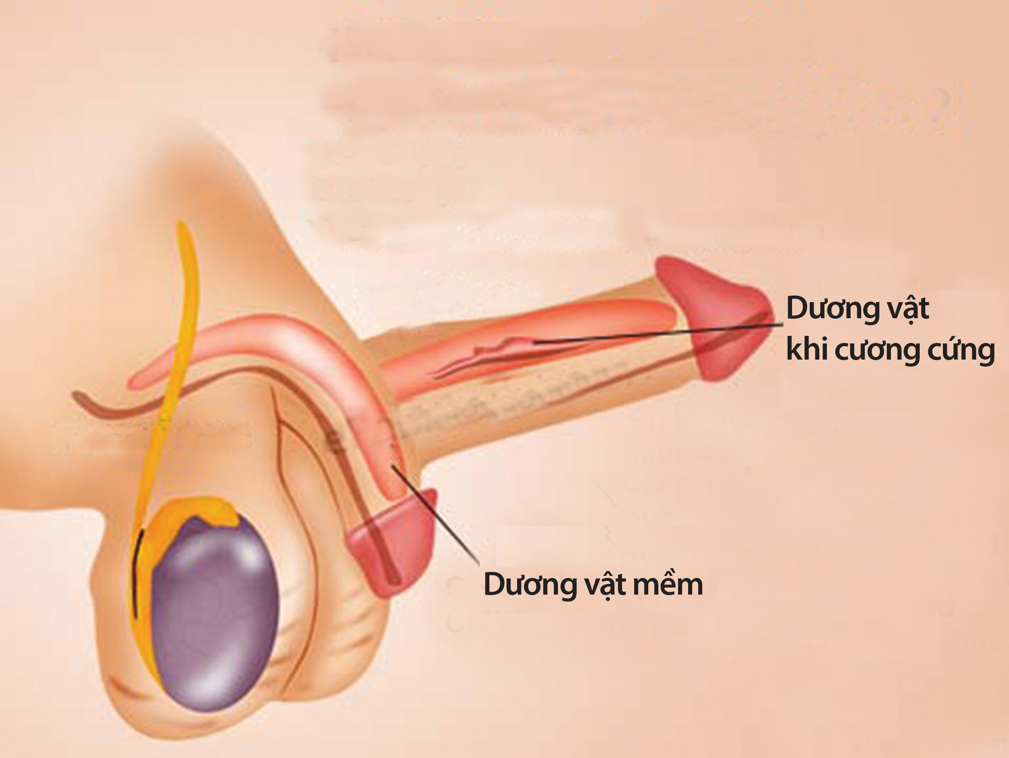 Nhận diện rối loạn hoạt động tình dục ở nam giới - 2