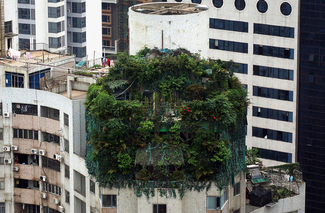 4, “Ốc đảo” xanh rì nằm trên nóc của một tòa nhà 19 tầng, tọa lạc tại Quảng Châu, tỉnh Quảng Đông, Trung Quốc.